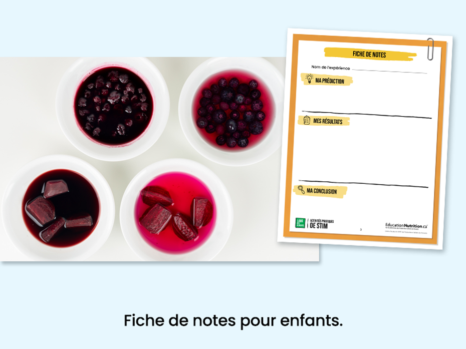 Colorants à base d’aliments - Fiche de notes pour les enfants - Programme Le labo des aliments - STIM